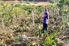 Vụ anh rể phá vườn cây của em vợ, nạn nhân kháng cáo vì án tuyên nhẹ