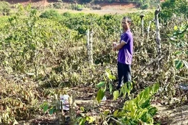 Vụ anh rể phá vườn cây của em vợ, nạn nhân kháng cáo vì án tuyên nhẹ