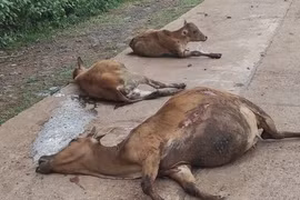 Xe tải mất phanh tông chết 18 con bò tại Gia Lai