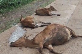 Xe tải mất phanh tông chết 18 con bò tại Gia Lai