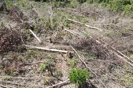 Tạm giam đối tượng phá rừng gần UBND huyện 