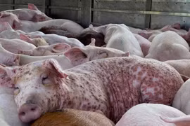  Phát hiện 220 con heo nhiễm dịch tả châu Phi tại Gia Lai