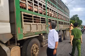 Xe vận chuyển heo nhiễm dịch tả phải chịu toàn bộ chi phí tiêu hủy