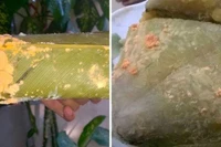 Nguy hiểm từ nấm mốc bánh chưng ngày Tết
