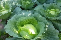 Tại sao nên thêm cải bắp vào chế độ ăn hàng ngày?