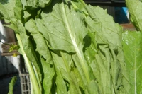 Lợi ích bất ngờ của cải bẹ xanh cho sức khỏe, phòng ngừa gout