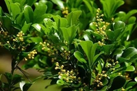 Công dụng của cây ngâu đối với sức khỏe