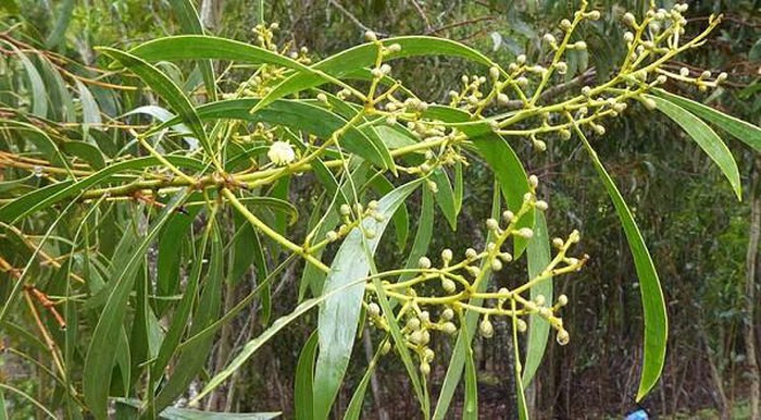 Hơn nữa, bạch đàn có dáng vẻ duyên dáng, xanh quanh năm và có những bông hoa tuyệt đẹp màu trắng, cam, đỏ hoặc hồng. Đây cũng là một loại cây có mật hoa. Tinh dầu khuynh diệp còn có vai trò quan trọng trong đời sống hằng ngày và y học, mang lại nhiều giá trị kinh tế. 