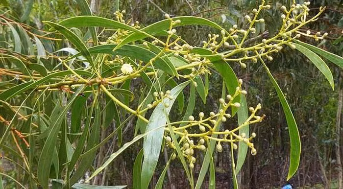 Hơn nữa, bạch đàn có dáng vẻ duyên dáng, xanh quanh năm và có những bông hoa tuyệt đẹp màu trắng, cam, đỏ hoặc hồng. Đây cũng là một loại cây có mật hoa. Tinh dầu khuynh diệp còn có vai trò quan trọng trong đời sống hằng ngày và y học, mang lại nhiều giá trị kinh tế. 