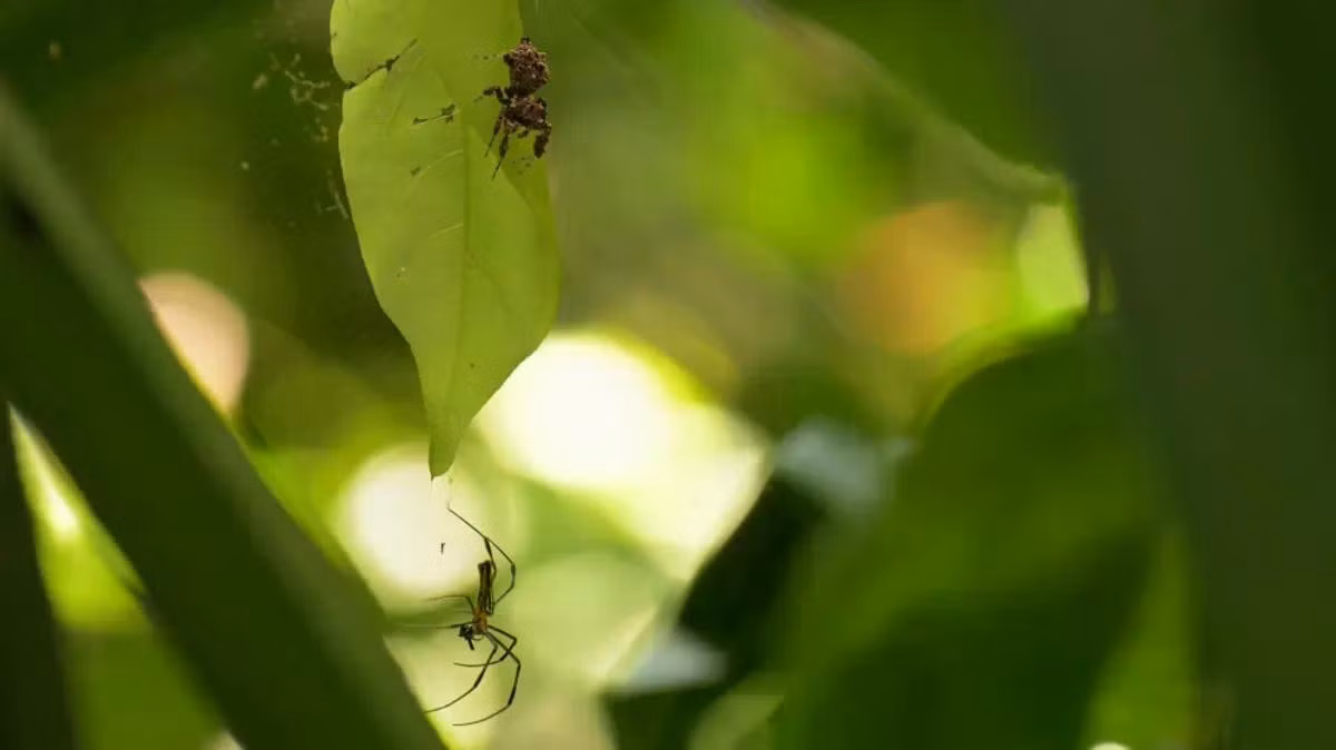 spider-sleep-l-1.jpg
