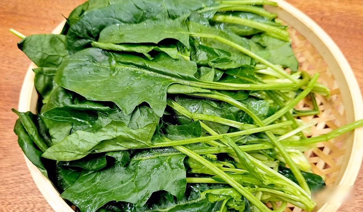 Bên cạnh cải cúc, cải bó xôi (rau chân vịt) cũng là lựa chọn đáng chú ý trong thực đơn mùa thu. Khi được trồng trong điều kiện thích hợp, rau có thể phát triển với lá xanh đậm, dày và phần rễ có sắc đỏ đặc trưng. Vị rau tương đối nhẹ, dễ kết hợp với nhiều nguyên liệu, phù hợp với cả món canh, món xào lẫn salad. Nhờ thành phần dinh dưỡng phong phú, cải bó xôi thường được xem là một trong những loại rau lá xanh nên bổ sung thường xuyên. Ảnh: Dân Việt