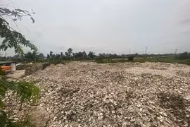Hơn 324 tấn vỏ hàu đổ trái phép bên ao, chủ cơ sở bị khởi tố