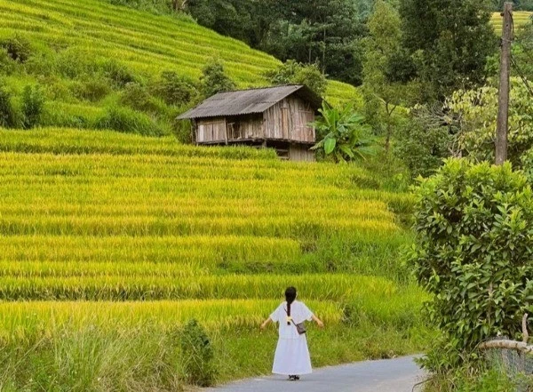 Nậm Cang vào mùa lúa chín đẹp nao lòng, hút giới trẻ săn ảnh