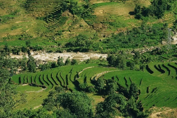 Say đắm sắc xanh mùa lúa non ở Y Tý