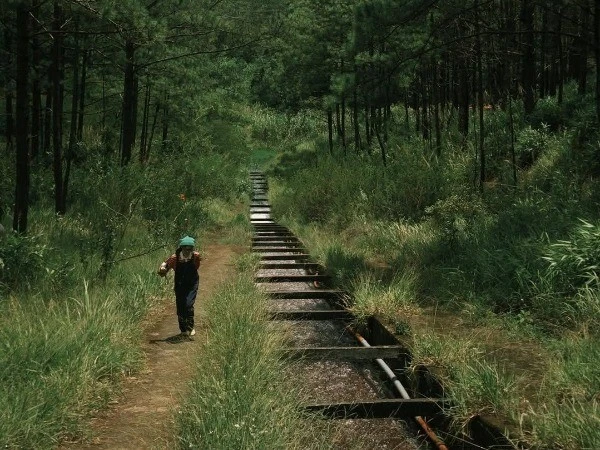 Rừng thông Hồ Tuyền Lâm chốn yên bình giữa phố núi mộng mơ Đà Lạt