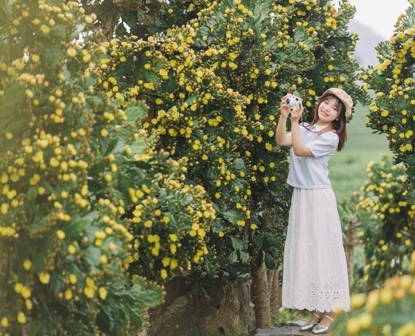 View - Check in Vườn Xương Rồng Cổ Thụ Đẹp Như Tranh Ở Mộc Châu | Báo Tri thức và Cuộc sống - TIN TỨC PHỔ BIẾN KIẾN THỨC 24H