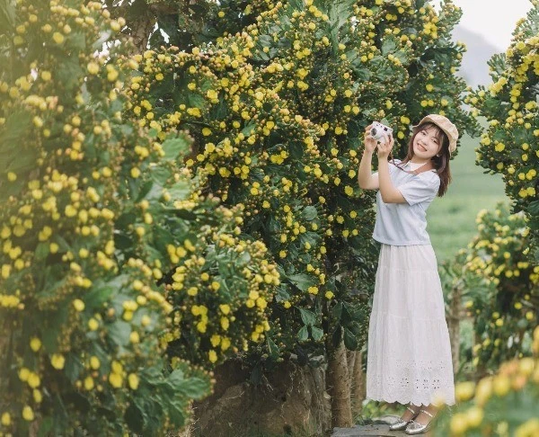 Check-in vườn xương rồng cổ thụ đẹp như tranh ở Mộc Châu