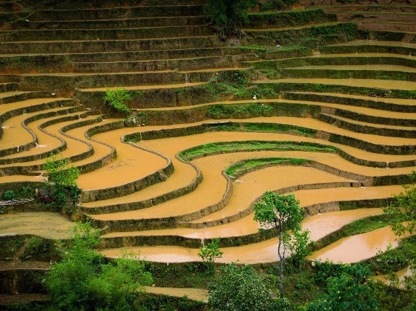 Ngắm ruộng bậc thang Mù Cang Chải mùa nước đổ đẹp ngất ngây