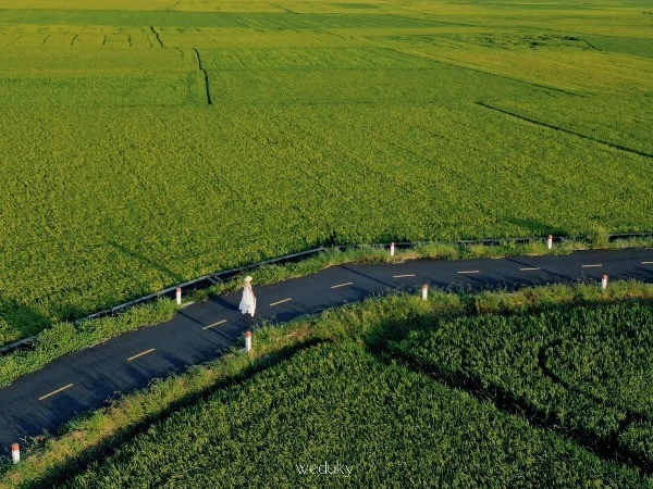 Cánh đồng lúa An Nhứt góc sống ảo đẹp không cần filter hút giới trẻ