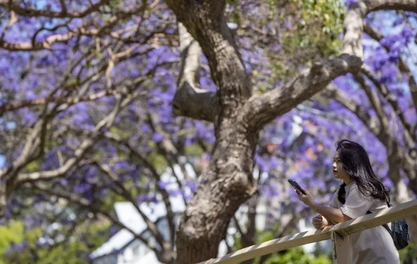 Ngắm hoa Jacaranda rực tím trên khắp nẻo đường Australia