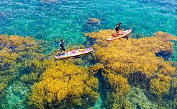 Đến Nhơn Hải, thả dáng giữa cánh đồng rong mơ kỳ ảo