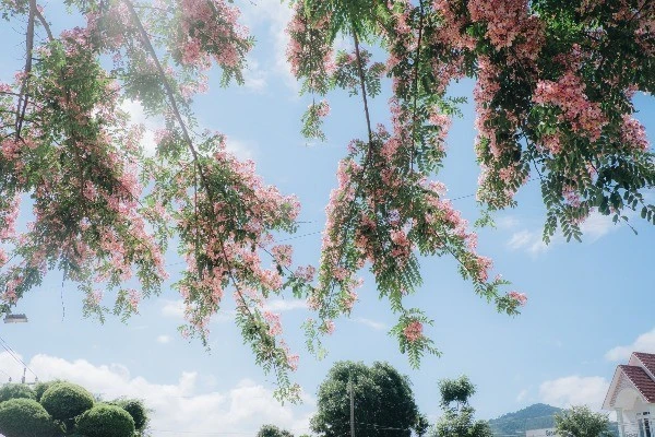 Sắc hồng muồng hoa đào rực rỡ trên quốc lộ 20 Lâm Đồng