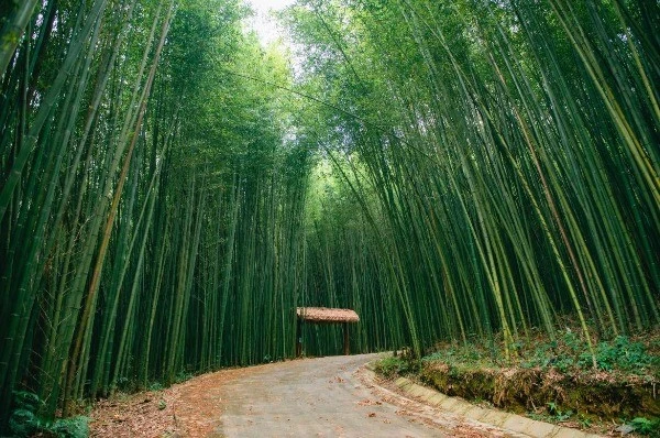 Check-in rừng trúc Nguyên Bình đẹp tựa như phim kiếm hiệp