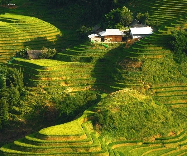 Bản Ý Linh Hồ vào mùa lúa ngả vàng, đẹp mê hoặc lôi cuốn du khách