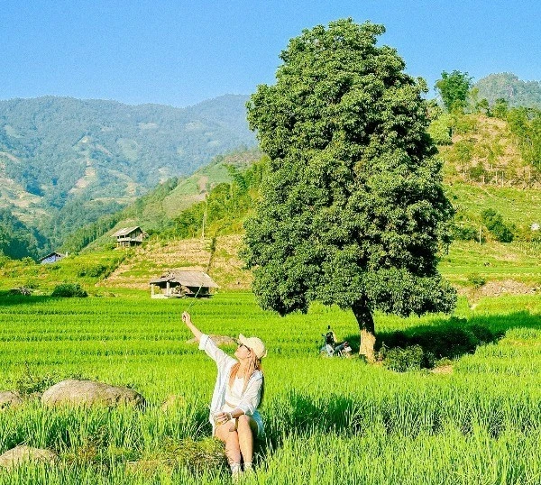 Đắm say mùa lúa xanh Nậm Cang