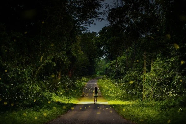 Chìm đắm trong vẻ đẹp huyền bí rừng Cúc Phương mùa đom đóm