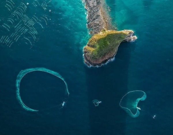 Đẹp nao lòng mùa lưới vây cá cơm ở Hòn Yến, đi ngay kẻo lỡ