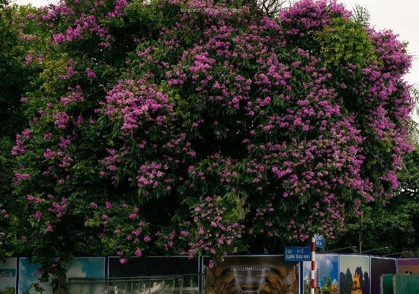 Bằng lăng nở rộ, "nhuộm" tím khắp phố phường Hà Nội 