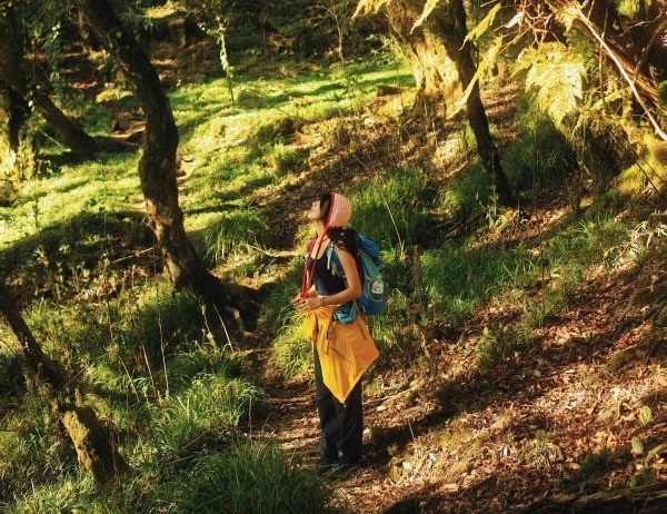 Ngỡ ngàng trước vẻ đẹp cổ tích của rừng Sa Mu trên đỉnh Tà Xùa