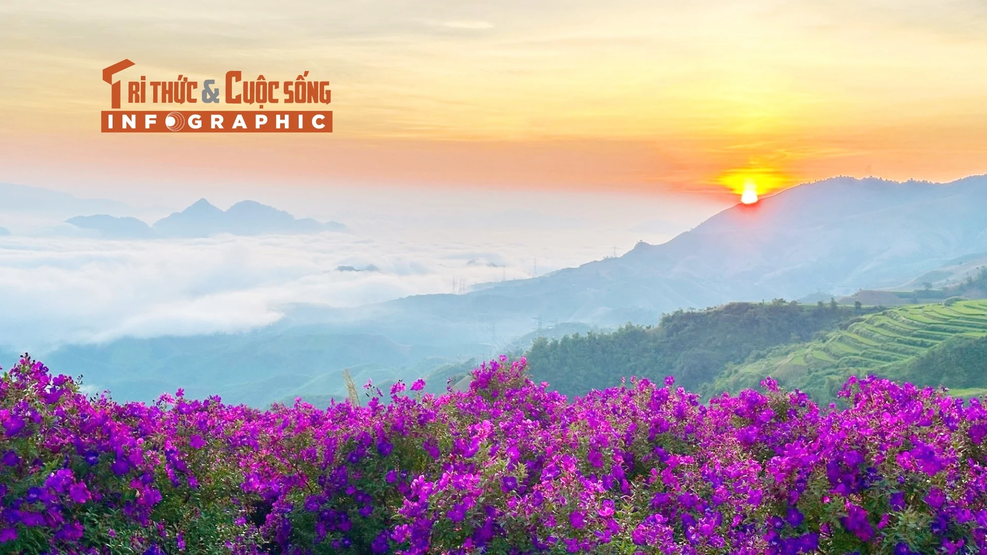 [INFOGRAPHIC] Săn sim tím giữa biển mây Sơn La