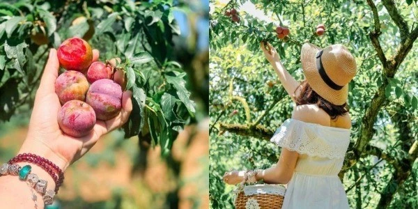 Hè về, dắt tay nhau lên Mộc Châu hái mận chín đỏ au