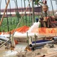 Nghệ An xử phạt nhiều doanh nghiệp hút nước ngầm trái phép