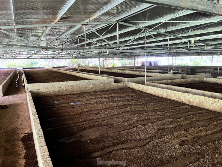 Chàng trai kiếm tiền tỉ nhờ mô hình nuôi trùn quế từ chất thải heo ảnh 1