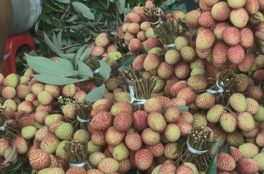 Sự thật về loại vải thiều đầu mùa được bán giá rẻ ở Hà Nội? ảnh 1 Sự thật về loại vải thiều đầu mùa được bán giá rẻ ở Hà Nội? ảnh 1