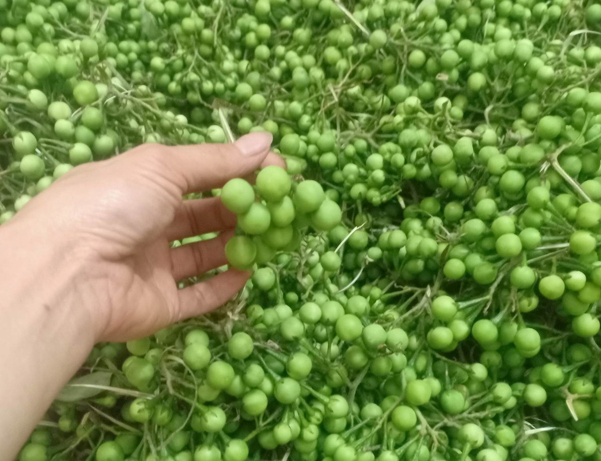 Thứ quả dại thành đặc sản núi rừng được săn lùng ảnh 1