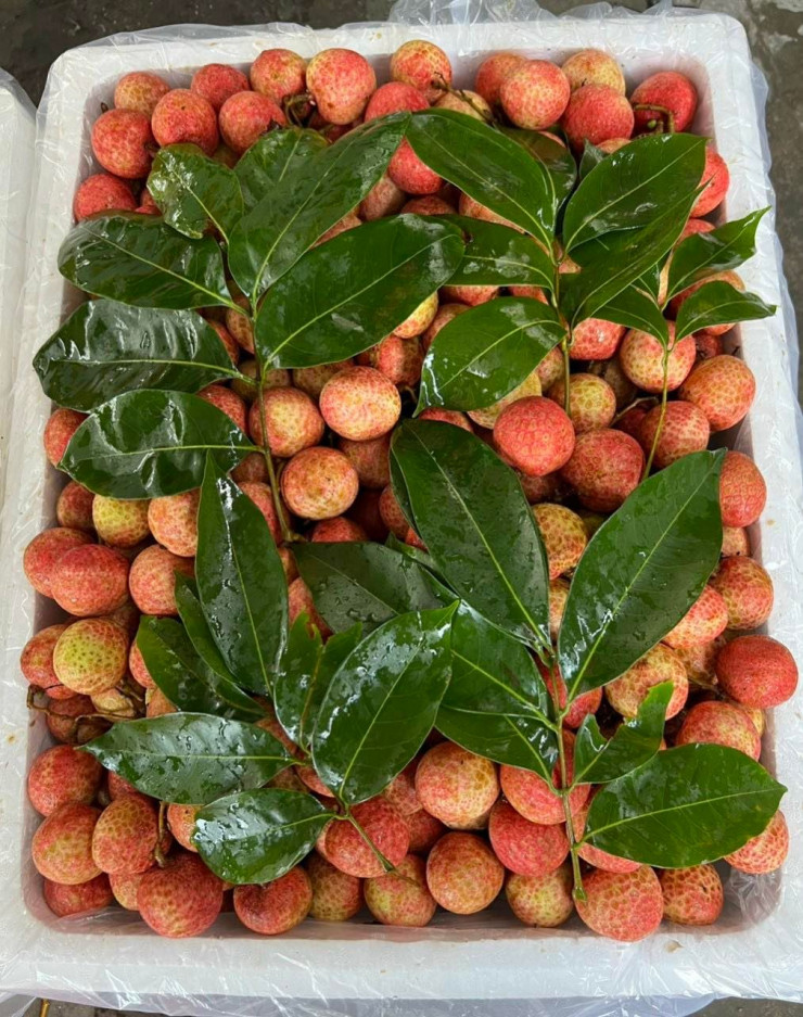 Sự thật về loại vải thiều đầu mùa được bán giá rẻ ở Hà Nội? ảnh 4 Sự thật về loại vải thiều đầu mùa được bán giá rẻ ở Hà Nội? ảnh 4