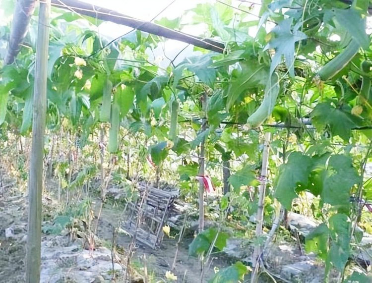 Loại quả rẻ như cho ở Việt Nam bỗng hóa đặc sản ở Trung Quốc ảnh 1 Loại quả rẻ như cho ở Việt Nam bỗng hóa đặc sản ở Trung Quốc ảnh 1