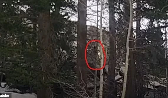 Video nghi Bigfoot gây chấn động, dân mạng rần rần truy dấu