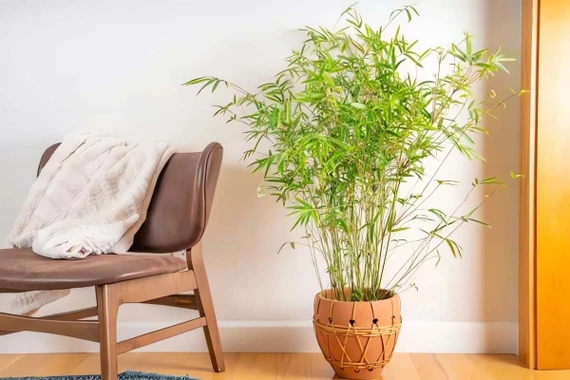 Loài cây lá nhỏ mang năng lượng bình an, tĩnh tại hiếm có