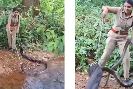 Rùng mình cảnh sĩ quan Ấn Độ tay không giải cứu rắn khổng lồ