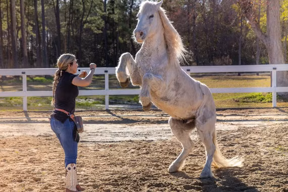 Con ngựa đa tài ở Bắc Carolina lập kỷ lục Guinness thế giới