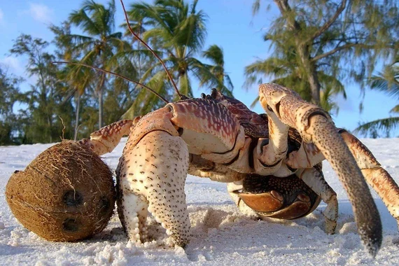 Loài cua siêu khỏe biết leo cây, thích ăn quả dừa