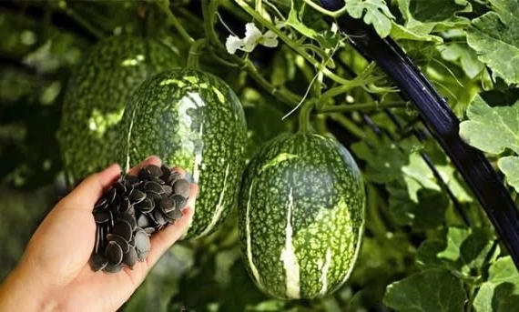 Quả leo bờ rào hơn 300.000 đồng/kg hút khách dịp Tết 