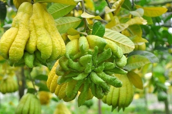 4 loại cây phong thủy rước 'tài lộc' vào nhà