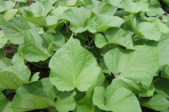 Loại rau xưa cho lợn ăn, sang nước ngoài hơn 1 triệu đồng/kg