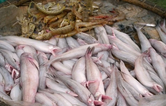 Loài cá 'mềm như cháo' 1 triệu đồng/kg 'cháy hàng' ngày đầu năm 